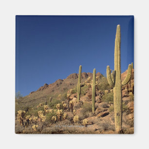 Saguaro cacti and Tucson Mountains, Tucson Magnet