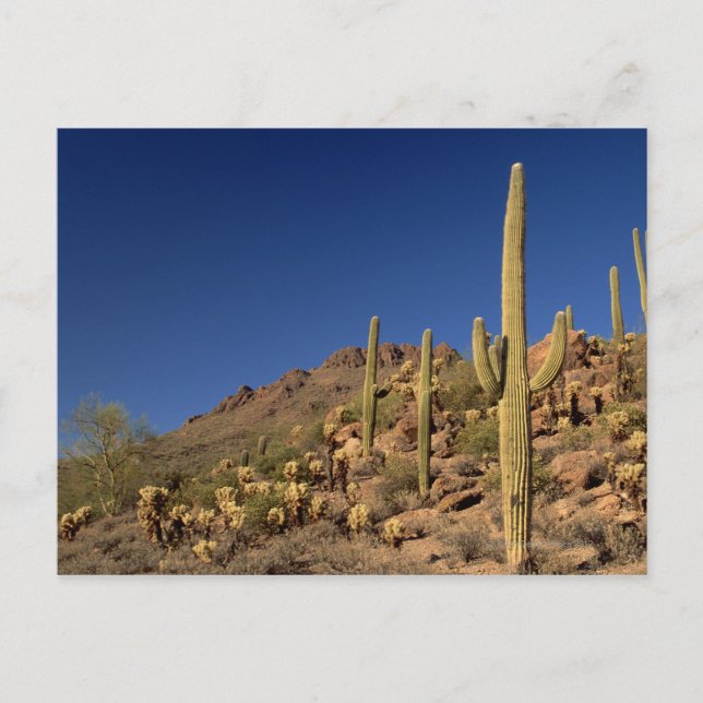 Saguaro cacti and Tucson Mountains, Tucson Postcard (Front)