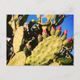 Saguaro Cacti, Cactus Plants  Announcement Postcard