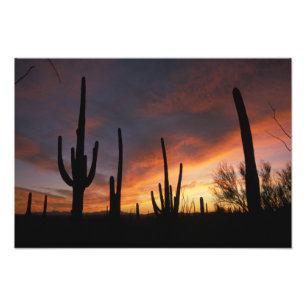 saguaro cacti, Carnegiea gigantea, after Photo Print