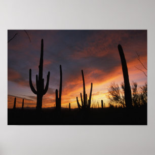 saguaro cacti, Carnegiea gigantea, after Poster
