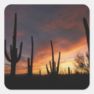 saguaro cacti, Carnegiea gigantea, after Square Sticker