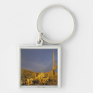 saguaro cacti, Carnegiea gigantea, and teddy Key Ring