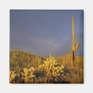 saguaro cacti, Carnegiea gigantea, and teddy Magnet