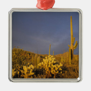 saguaro cacti, Carnegiea gigantea, and teddy Metal Tree Decoration