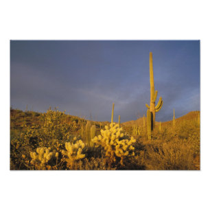 saguaro cacti, Carnegiea gigantea, and teddy Photo Print