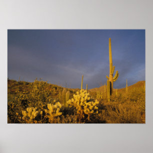 saguaro cacti, Carnegiea gigantea, and teddy Poster