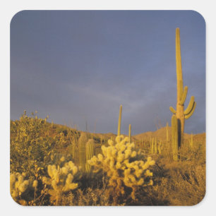 saguaro cacti, Carnegiea gigantea, and teddy Square Sticker