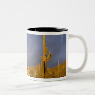 saguaro cacti, Carnegiea gigantea, and teddy Two-Tone Coffee Mug