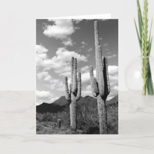 Saguaro Cacti Sonoran Desert Photo Greeting Cards