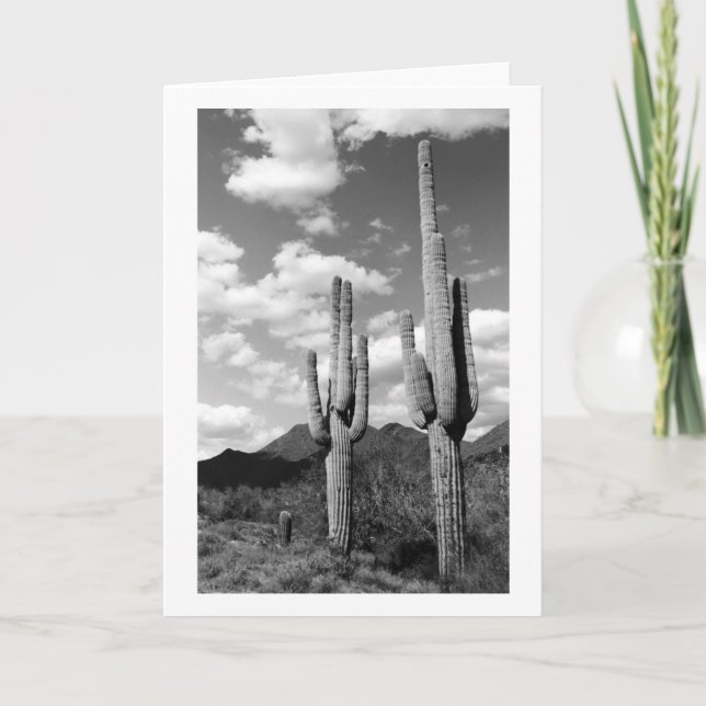 Saguaro Cacti Sonoran Desert Photo Greeting Cards (Front)