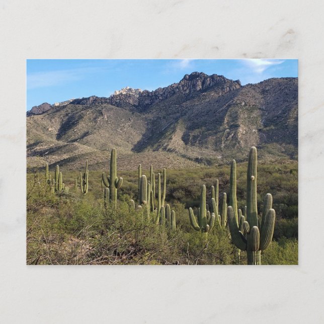 Saguaro Cactus and Catalina Mountains, Tucson AZ Postcard (Front)