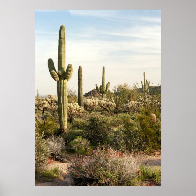 Saguaro Cactus, Arizona,USA Poster (Front)