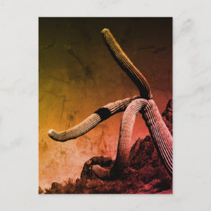 Saguaro Cactus Art Photograph in Rustic Style Postcard