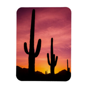 Saguaro cactus at sunrise, Arizona Magnet