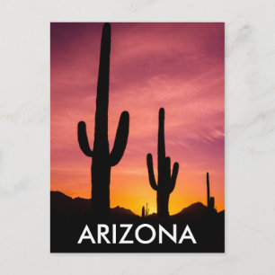 Saguaro cactus at sunrise, Arizona Postcard