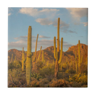 Saguaro cactus at sunset, Arizona Ceramic Tile