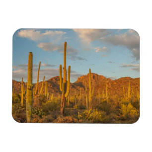 Saguaro cactus at sunset, Arizona Magnet