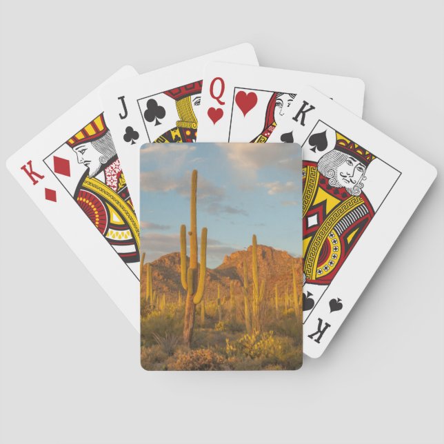 Saguaro cactus at sunset, Arizona Playing Cards (Back)