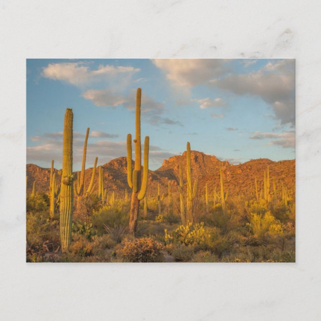 Saguaro cactus at sunset, Arizona Postcard (Front)