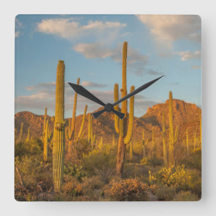 Saguaro cactus at sunset, Arizona Square Wall Clock