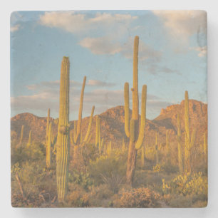 Saguaro cactus at sunset, Arizona Stone Coaster