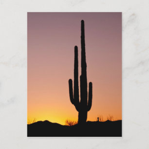 Saguaro Cactus at Sunset Postcard