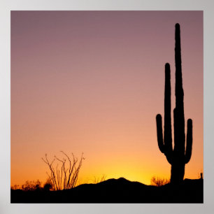 Saguaro Cactus at Sunset Poster