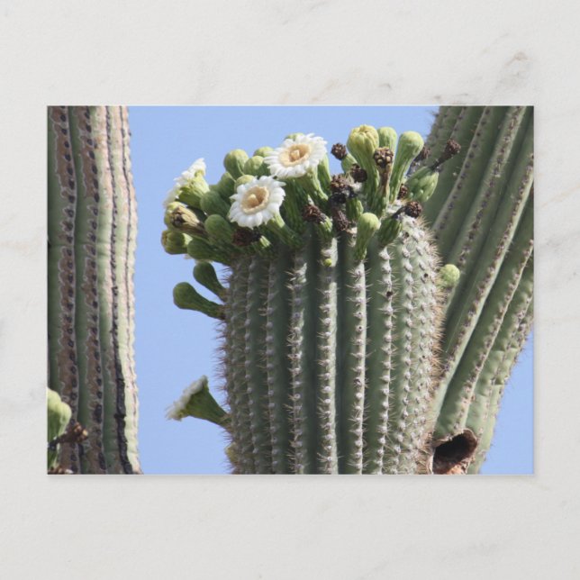 Saguaro Cactus Blooms Postcard (Front)