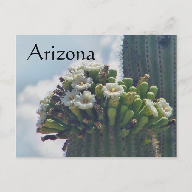 Saguaro cactus blooms  postcard, Arizona Postcard (Front)