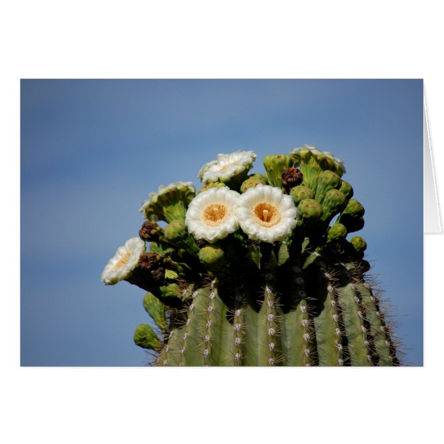 Saguaro Cactus Blossoms (Front Horizontal)
