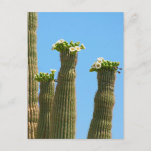 Saguaro Cactus Blossoms Postcard