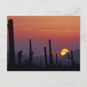 Saguaro Cactus Carnegiea gigantea), Sunset, Postcard