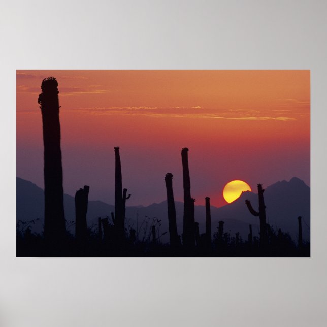 Saguaro Cactus Carnegiea gigantea), Sunset, Poster (Front)
