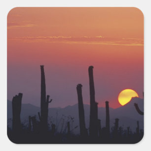 Saguaro Cactus Carnegiea gigantea), Sunset, Square Sticker
