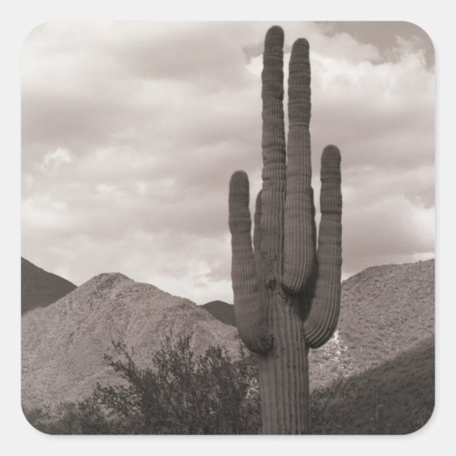 Saguaro Cactus Desert Custom Sticker Decals (Front)