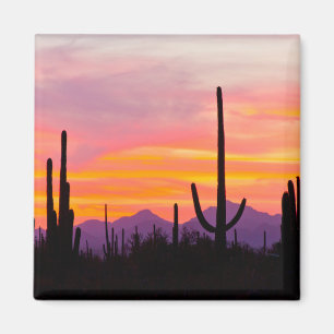 Saguaro Cactus Forest at Sunset Magnet