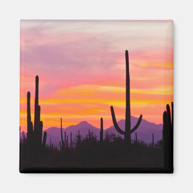 Saguaro Cactus Forest at Sunset Magnet (Front)