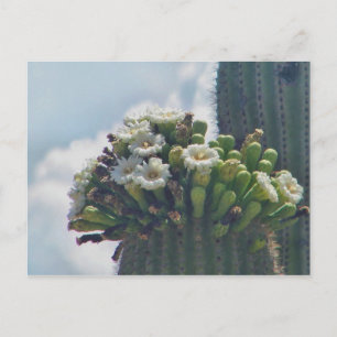 Saguaro cactus in bloom postcard