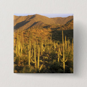 Saguaro cactus in Saguaro National Park near 15 Cm Square Badge