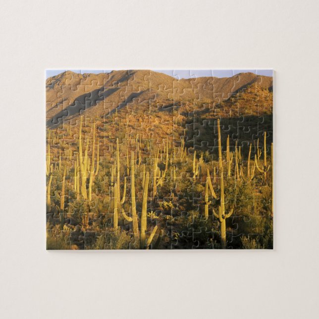 Saguaro cactus in Saguaro National Park near Jigsaw Puzzle (Horizontal)