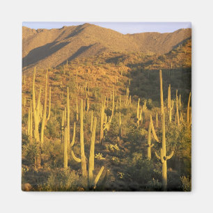 Saguaro cactus in Saguaro National Park near Magnet