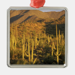 Saguaro cactus in Saguaro National Park near Metal Ornament