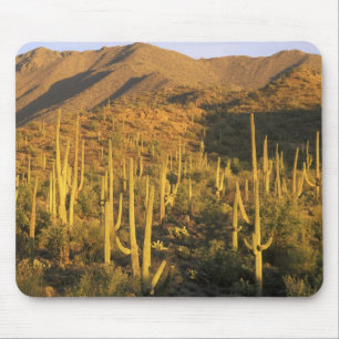 Saguaro cactus in Saguaro National Park near Mouse Pad