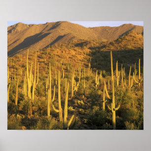 Saguaro cactus in Saguaro National Park near Poster