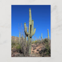 Saguaro Cactus No 1