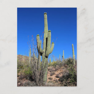 Saguaro Cactus No 1 Postcard