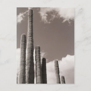 Saguaro Cactus Pipes Desert B&W Photo Postcards