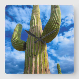 Saguaro cactus portrait, Arizona Square Wall Clock