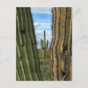 Saguaro Cactus Postcard